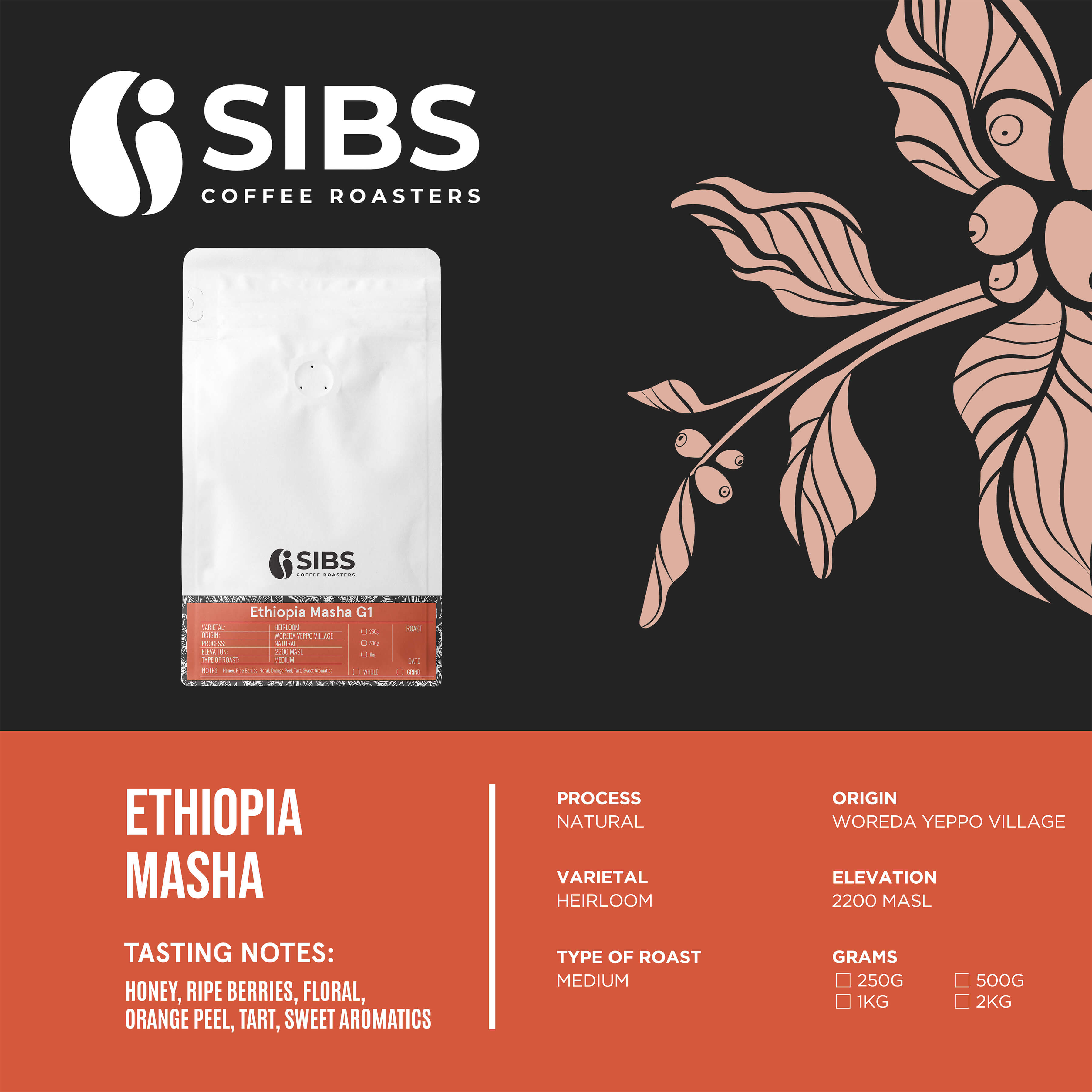 Ethiopia Masha (100% Arabica) - Freshly Roasted Coffee